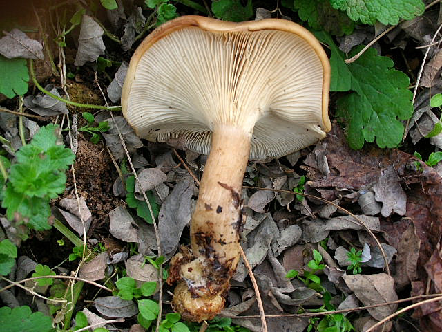 Clitocybe geotropa e Omphalotus olearius